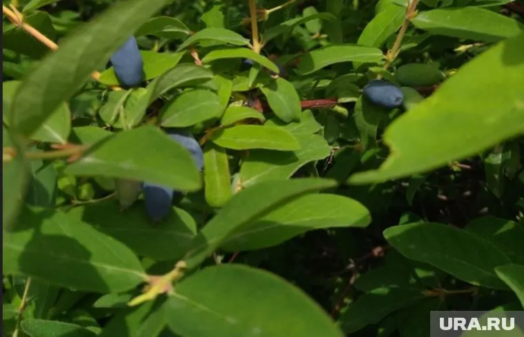 Начиная с августа и до конца октября кусты жимолости нуждаются в отдыхе