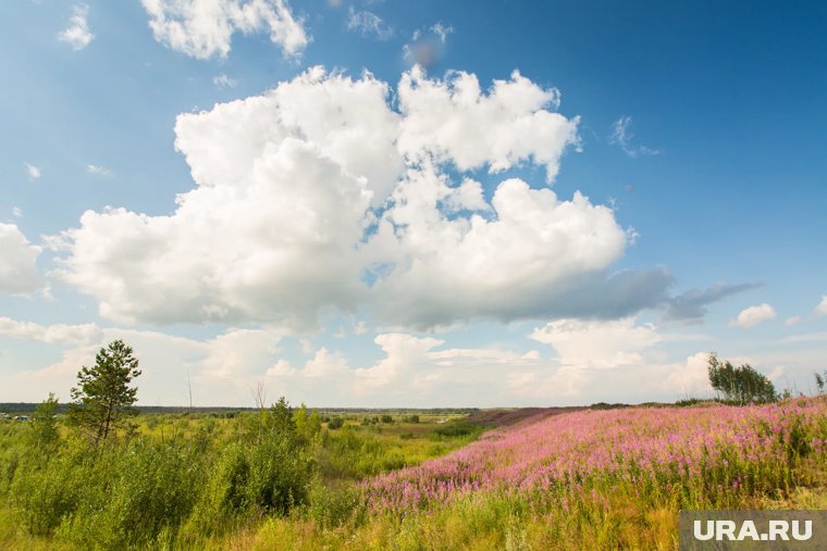 Назван главный цвет 2026 года: что это за оттенок и как его выбирали