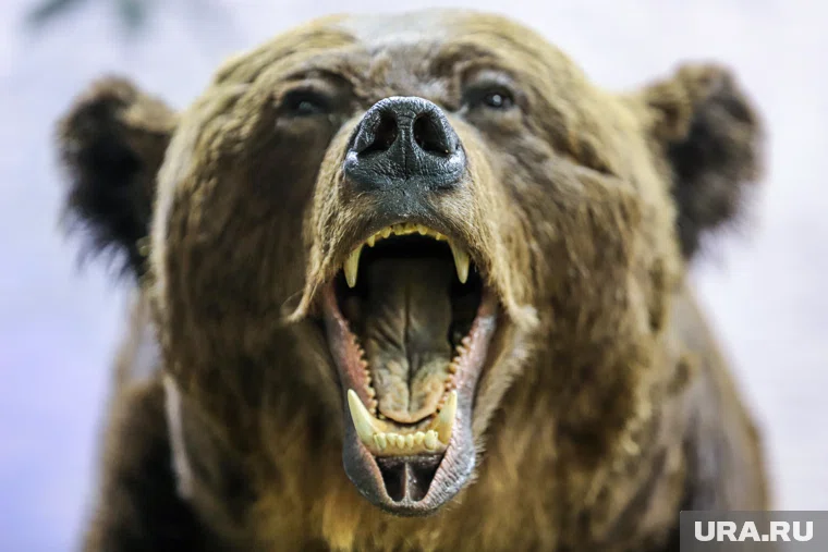 В выходные дни дети смогут посетить медвежью берлогу в хаски-центре