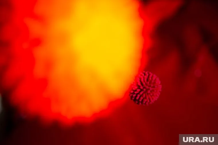 Пять коронавирусов, которые нашли ученые ранее не встречались