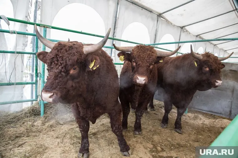 Биоматериал быков будут использовать в Краснодарском крае