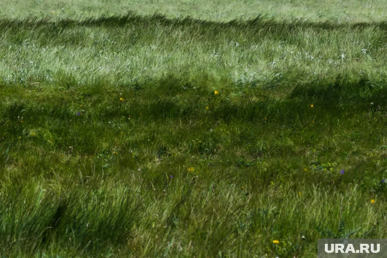 Травы будут сушить и гранулировать (архивное фото)