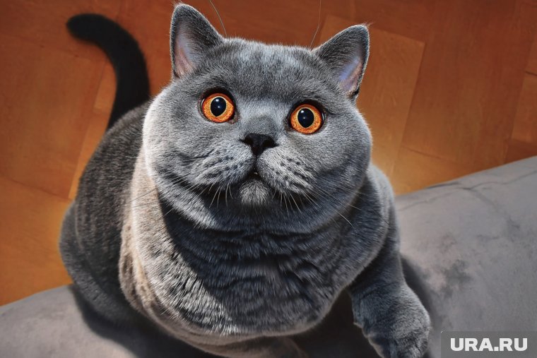 Пермский приют «Матроскин» выпустил серию полезных видео о помощи кошкам. Видео