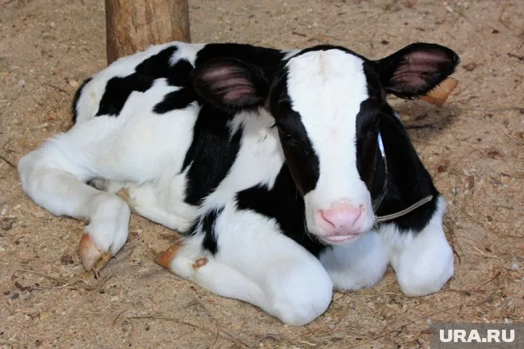 По словам местных жителей, хозяева скота плохо следят за коровами