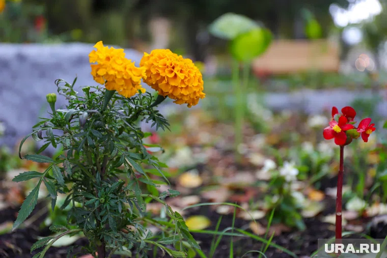 Его хотят разместить на пересечении с улицей Сибирской