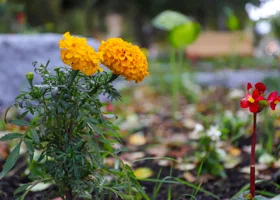 В центре Перми хотят построить новый сквер  