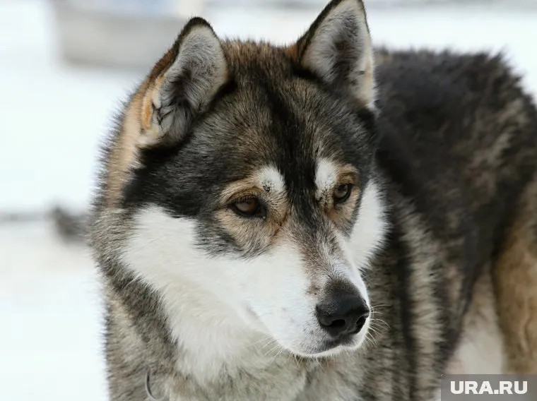 Мужчина жестоко расправился с собакой, содрав с нее шкуру