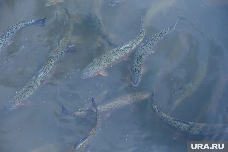 Иск связан с нелегальной рыбалкой