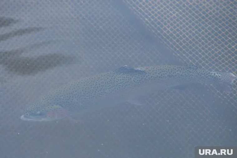 Чиновник сварил уху из краснокнижного тайменя