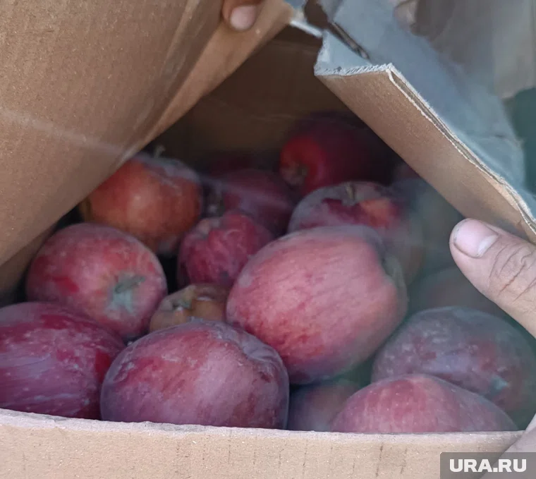 Партия яблок возвращена на территорию Казахстана