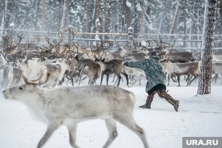 Настоящий владелец товарного знака «Ханты» — общество «Объединенные пензенские водочные заводы»