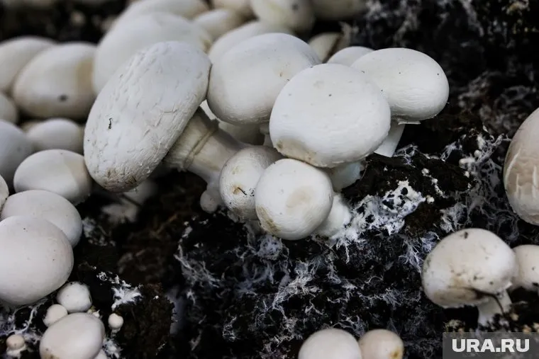 Шампиньоны наиболее подвержены химическому воздействию, сказала Надежда Подкорытова