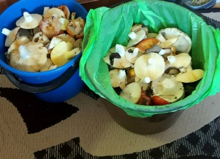 Шадринец показал урожай грибов, собранных после дождя