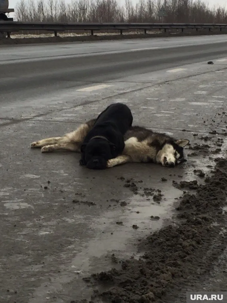 Оба пса были в ошейниках