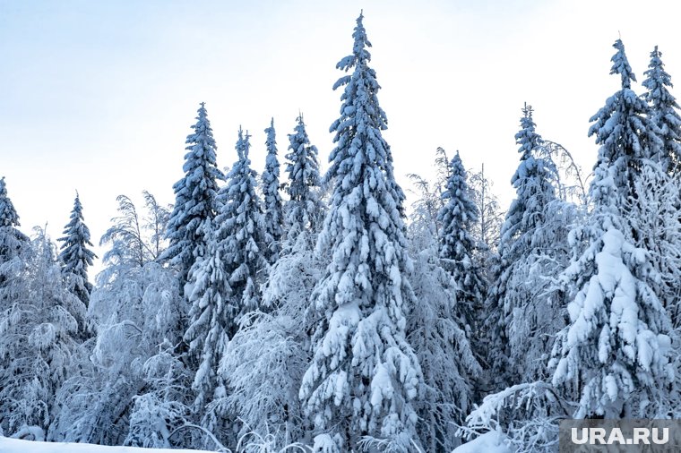 Цифровой след и путаница в показаниях: как продвигаются поиски семьи Усольцевых, пропавшей под Красноярском