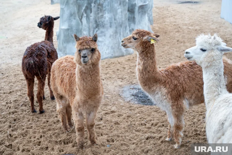 Активность животных осенью и зимой снижается