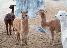 Фотография из галереи