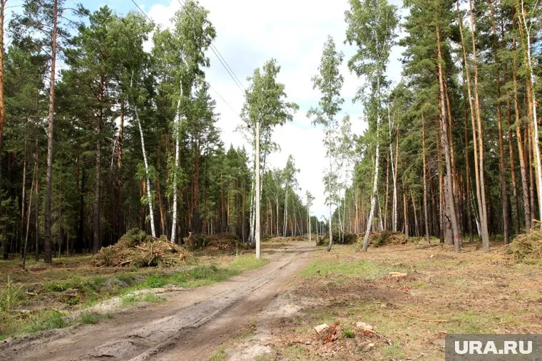 Ребенок провел всю ночь в лесу