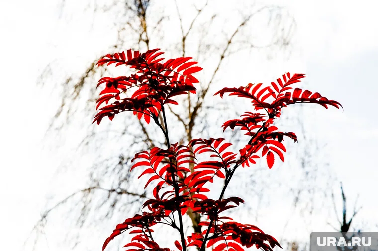 В Челябинск идет потепление