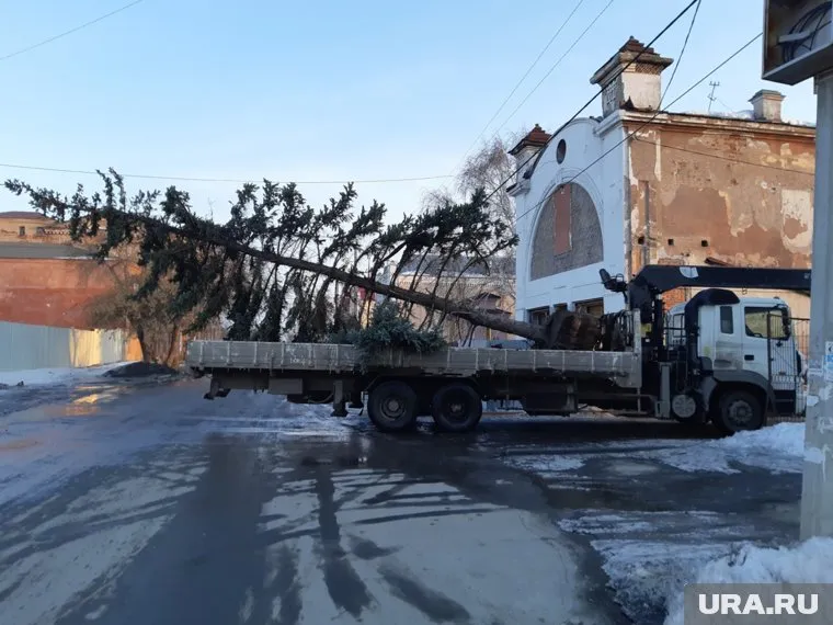 Троицане возмутились пересадкой елей с площади в сквер