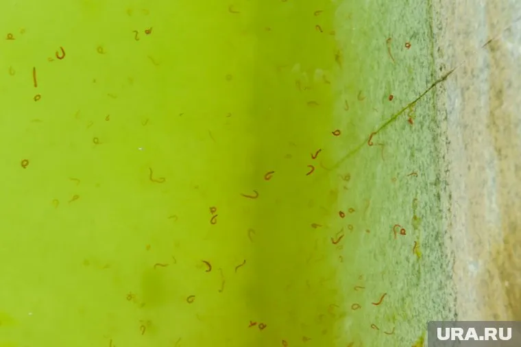 Горожане обнаружили в питьевой воде мотыля