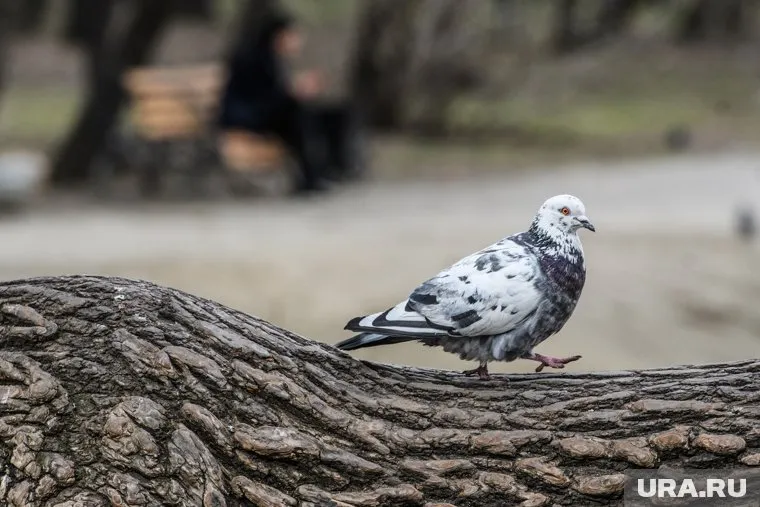 Активисты планируют собраться у правительства Тюменской области
