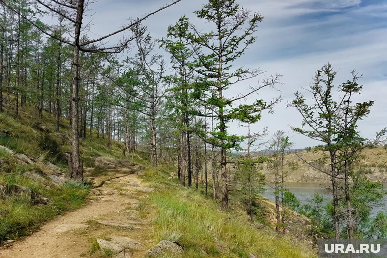 «Единая Россия» добилась защиты лесов вокруг Байкала от сплошных вырубок