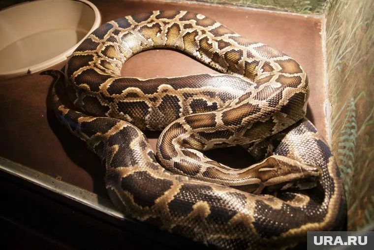 В Екатеринбурге таксист-пранкер пугал пассажиров змеей в салоне