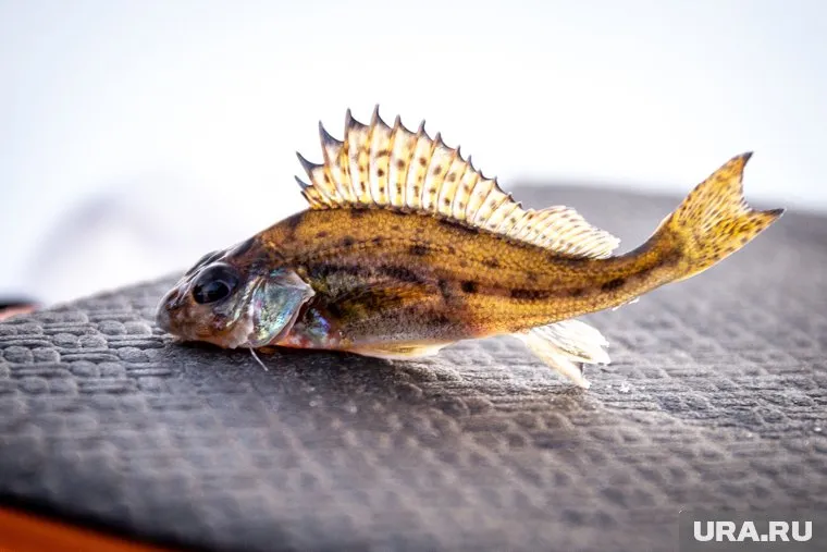 Считается, что апостол Петр благоволит рыболовам, поэтому во время поста разрешено есть рыбу в некоторые его дни