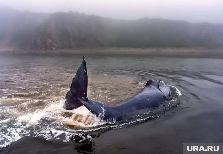 Участники экспедиции следят, чтобы глаза кита всегда были под водой