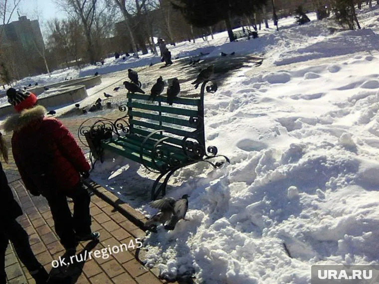 Горожане активно подкармливают птиц в парке Победы