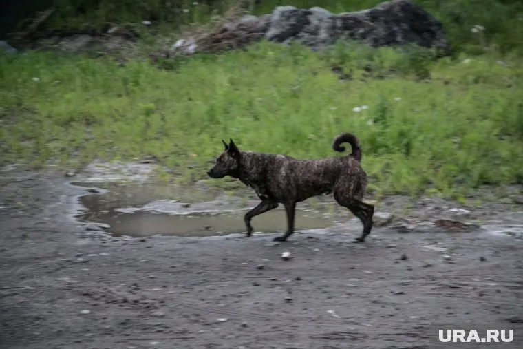 Проблема бродячих собак на Ямале сопровождается имущественными скандалами