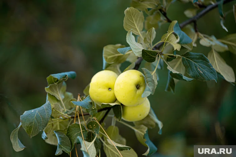 Молдавии некуда поставить фрукты