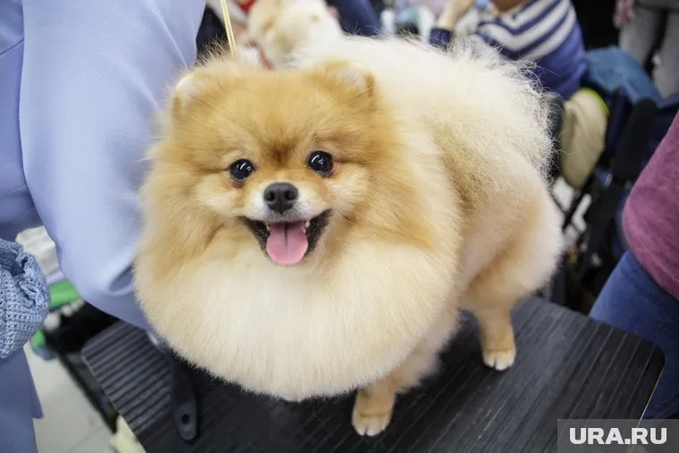 Шпиц «усыпил» 15 человек во время прямого эфира (архивное фото)