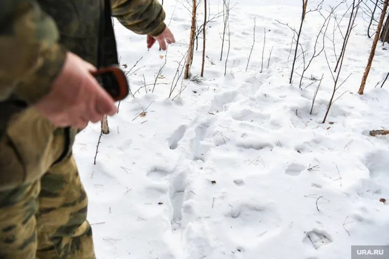 Следователи проводят проверку по факту нахождения трупа в лесу