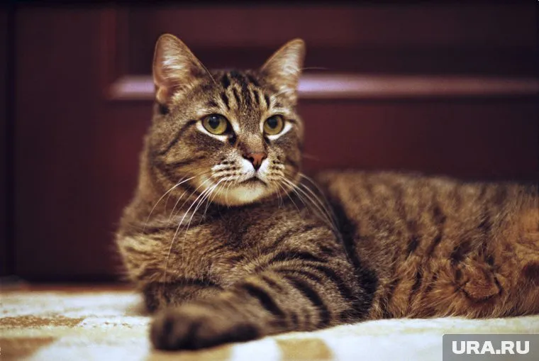 Челябинец издевавшийся над котом понес наказание