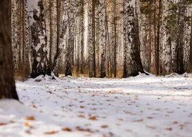 Свердловчанка набрала корзину грибов в заснеженном лесу