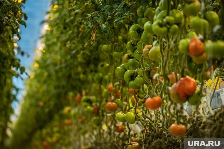 В жаркую погоду томаты нужно поливать правильно, чтобы обеспечить здоровый рост и богатый урожай