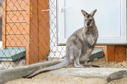 Kenguru jinsiy aloqa