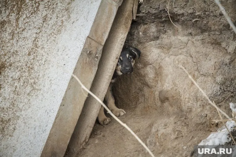 Щенята были слишком малы, чтобы спастись