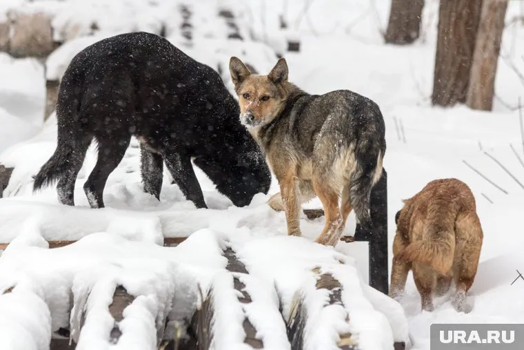 Стая собак набросилась на женщину, которая шла домой