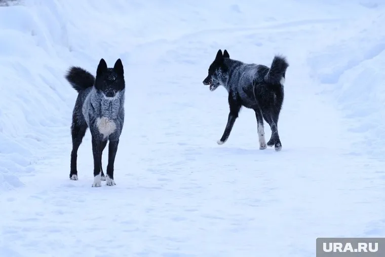 Бездомные собаки напали на людей в Ишиме 4 января