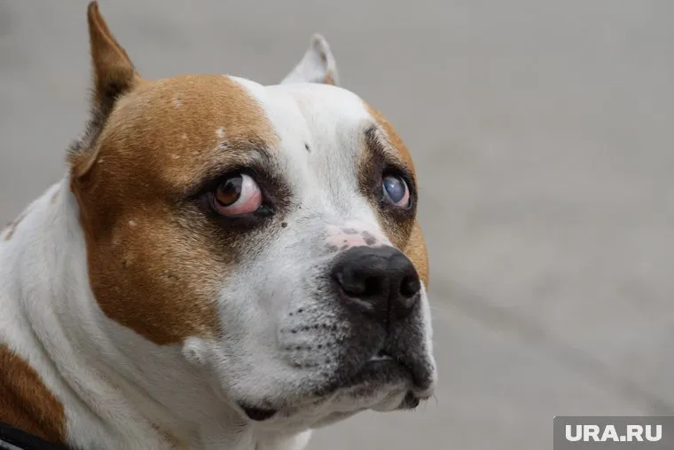 Во Втором Заречном микрорайоне семейная пара без намордника выгуливает бойцовскую собаку