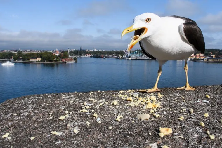 Виды Стокгольма. Швеция, кормление птиц, агрессия, птица, чайка