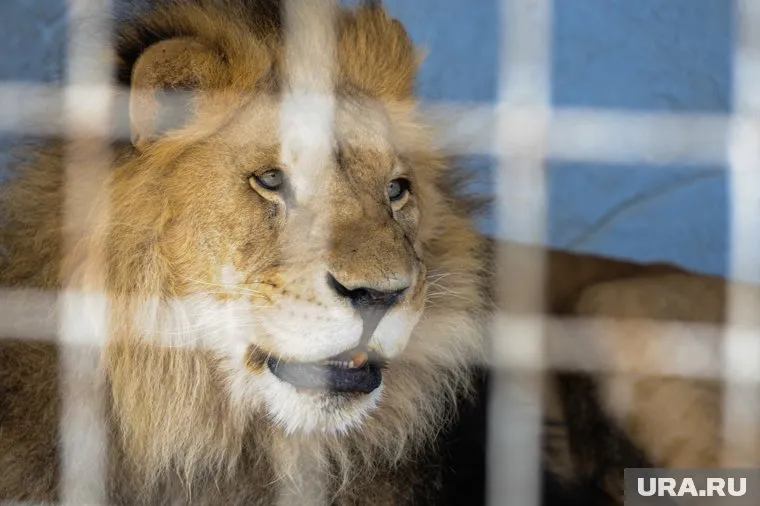 Ричи был одним из самых любимых питомцев (фото из архива)