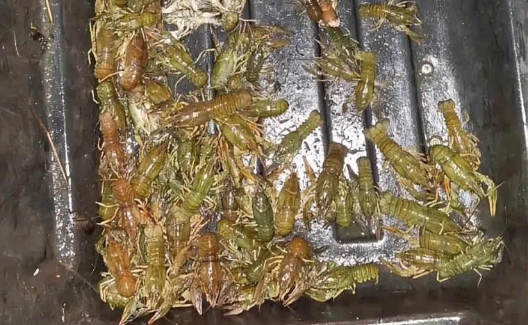 Челябинец незаконно выловил 130 раков