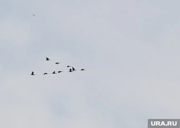 Бакланы все чаще прилетают в Пермский край