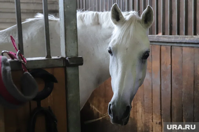 В Сургуте продают базу отдыха с конным клубом за 100 миллионов рублей