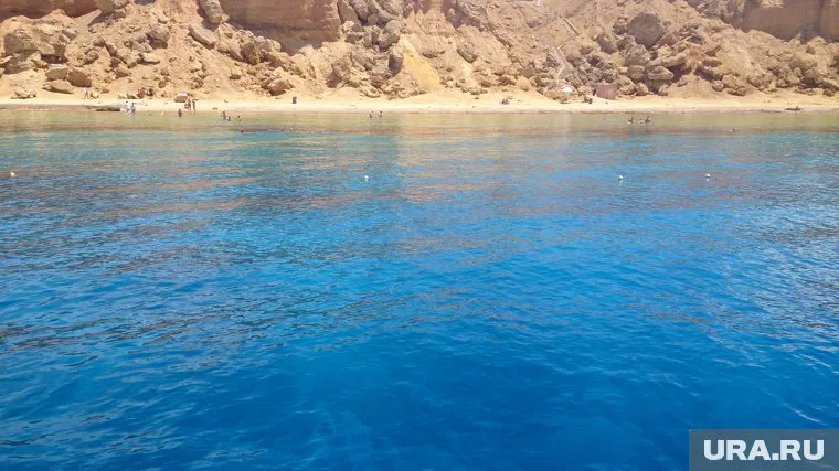 В Красном море снимают сетки от акул, которые ставили из-за опасности нападения хищников