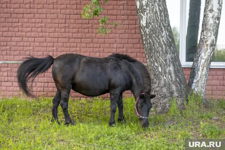 Выпас животных в Перми также ограничат